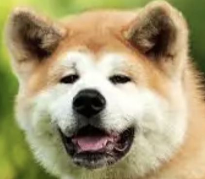 Akita Builder